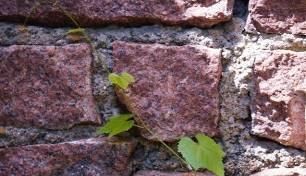 img_6919a0a43fe105.30266675